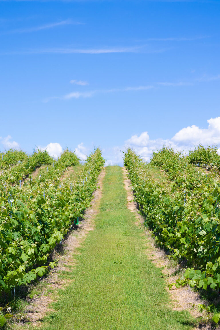 Vigne corse 3